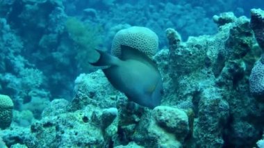 Striated surgeonfish (Ctenochaetus striatus) bites off something on coral rocks, close-up.