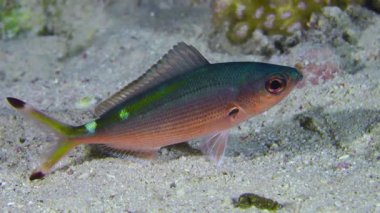 Night colored Suez Fusilier (Caesio suevica) swims slowly in front of the camera, close-up.