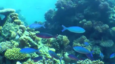 A flock of blue and red Suez Fusilier (Caesio suevica) swims slowly against the backdrop of a coral reef.
