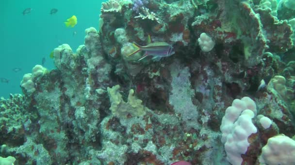 Camera Slowly Zooms Sammara Squirrelfish Neoniphon Sammara Coral Thickets Close — Stock video