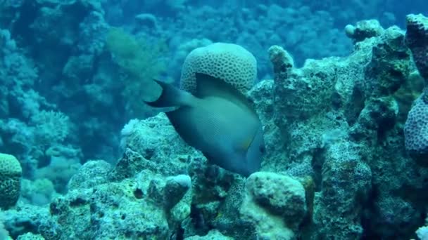 Striated Surgeonfish Ctenochaetus Striatus Bites Something Coral Rocks Close — Vídeo de Stock