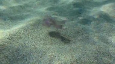 Symbiosis (collaboration) of Purple-striped Jelly or Mauve Stinger (Pelagia noctiluca) and juvenile horse mackerel (Trachurus trachurus). Mediterranean.