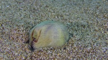 Common heart urchin or Sea Potato (Echinocardium cordatum) buries in the sandy bottom, time-lapse. Mediterranean, Greece.