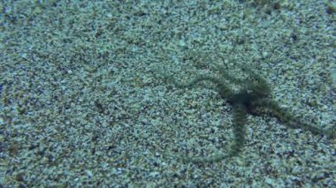 Common brittle star (Ophiothrix fragilis) crawls along the sandy bottom in shallow water, close-up. Mediterranean.