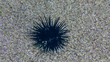 Black Sea Urchin (Arbacia lixula) creeps along the sandy bottom, top view. Mediterranean, Greece.