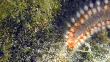 Bearded fireworm or Bearded fire worm (Hermodice carunculata) on a rock overgrown with algae, extreme close-up.