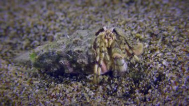 Small hermit crab or South-claw hermit crab (Diogenes pugilator) waves its antennas and changes position. Mediterranean.