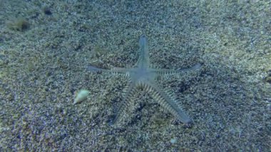 Sand Starfish or Slender sea star (Astropecten spinulosus) buries in a sandy bottom in shallow water, close-up.