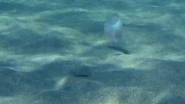 Underwater Scene: The Wide-eyed Flounder (Bothus podas) follows the Pearly Razorfish (Xyrichtys novacula), which finds food on the bottom faster by swimming in the water column.