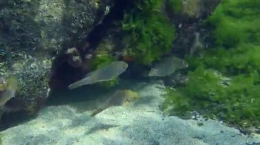 A flock of Mediterranean parrotfish or European parrotfish (Sparisoma cretense) swims against the backdrop of rocks overgrown with green algae.