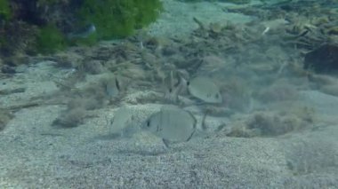 A flock of Annular seabream (Diplodus annularis) feeds on the sandy bottom dug up by Goatfish.