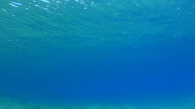 A school of small fish against the background of the blue water column and the sea surface. Mediterranean.