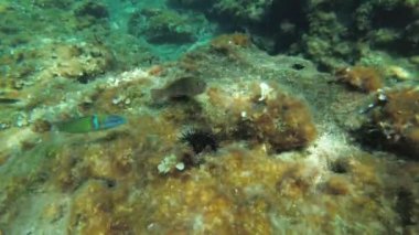 African rainbow wrasse or Mediterranean rainbowfish (Coris julis) and several Mediterranean parrotfish (Sparisoma cretense) eat a dead sea urchin on a rock overgrown with algae. Mediterranean.