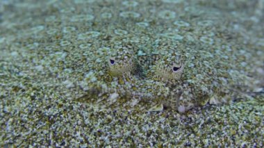 Wide eyed Flounder (Bothus podas) lies on sandy bottom, eye movement, front view, perfect camouflage, extreme close-up, double speed. Mediterranean, Greece, Rhodes.