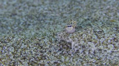Wide eyed Flounder (Bothus podas) lies on sandy day, eye movement, side view, then changes position, close-up. Mediterranean, Greece, Rhodes.