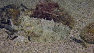 The camera very slowly approaches the Common cuttlefish (Sepia officinalis) imitates algae waving at the bottom in color and behavior, the color of the animal pulsates.
