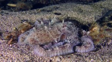 Undersea life: Common octopus (Octopus vulgaris) realizing that its disguise is revealed, rises from the bottom and swims away.
