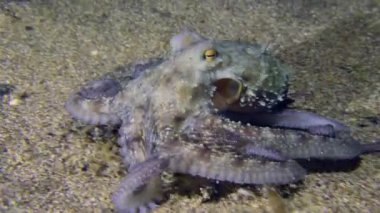 Marine life: The camera follows the Common octopus (Octopus vulgaris) moving slowly along the bottom, close-up.