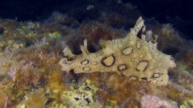 Undersea scene: Invasive toxic species of the Mediterranean - Spotted Seahare (Aplysia dactylomela) crawling along the bottom overgrown with algae.