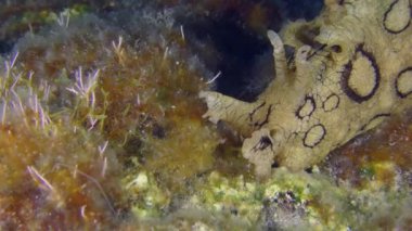 Marine life: Invasive toxic sea slug of the Mediterranean - Spotted Seahare (Aplysia dactylomela) crawling along the bottom overgrown with algae, close-up.