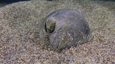 Marine life: Common heart urchin or Echinocardium mediterraneum (Echinocardium cordatum) buries in the sandy bottom, speed x 2.