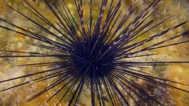 Undersea scene: Black longspine urchin or Long-spined urchin (Diadema setosum) on a rocky bottom, slow zoom from medium shot to extreme close-up.