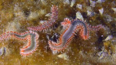 Marine life: Several large poisonous Bearded fireworms (Hermodice carunculata) on the bottom overgrown with bright algae.