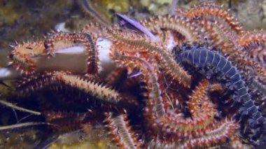 Undersea scene: Many large venomous Bearded fireworms (Hermodice carunculata) have gathered on the body of the dead fish, close-up.