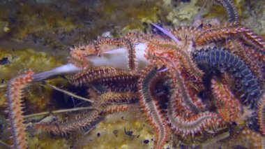Marine life: Many large toxic Bearded fireworms (Hermodice carunculata) have gathered on the body of the dead fish, close-up.