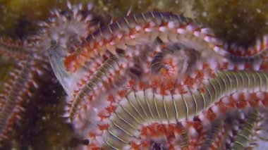 Marine life: Mass of Bearded fireworm (Hermodice carunculata) on dead fish, close-up.