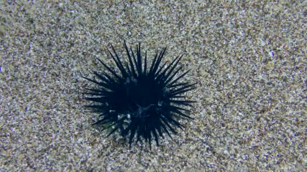 Black Sea Urchin Arbacia Lixula Creeps Sandy Bottom Top View — Stok video