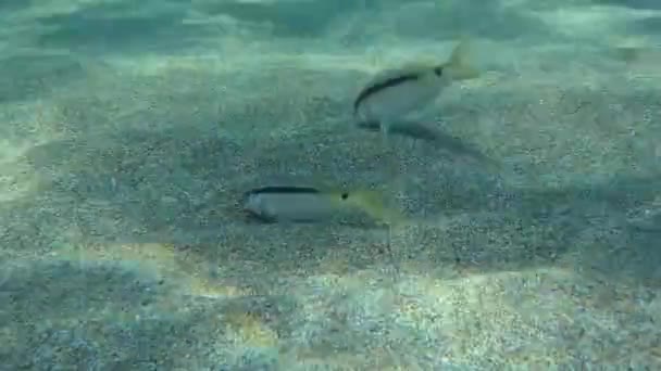 红海的山羊鱼 Parupeneus Forsskali 破土而出 而普通的双带海胸鱼 Diplodus Vulgaris 则会挑食它们不愿吃的食物 并向它们展示有希望的地方来寻找 — 图库视频影像