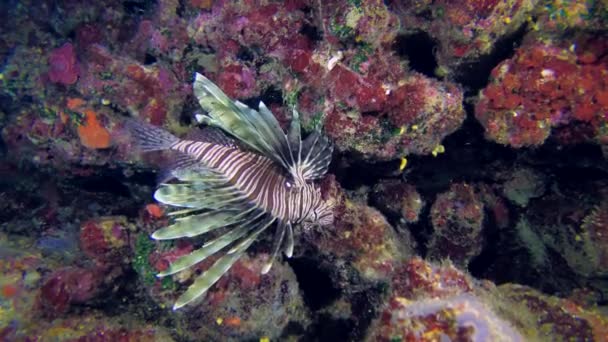 Devil Firefish Common Lionfish Pterois Miles Background Rock Overgrown Bright — Stock video