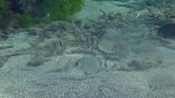 Flock Annular Seabream Diplodus Annularis Feeds Sandy Bottom Dug Goatfish — Vídeo de stock