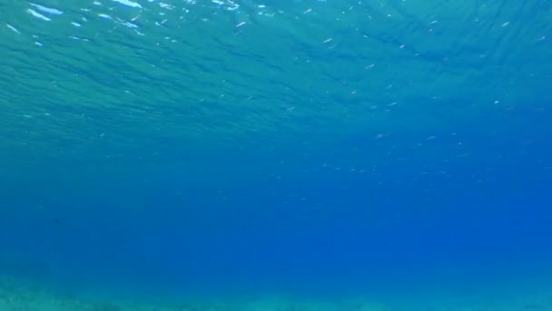 School Small Fish Background Blue Water Column Sea Surface Mediterranean — 图库视频影像