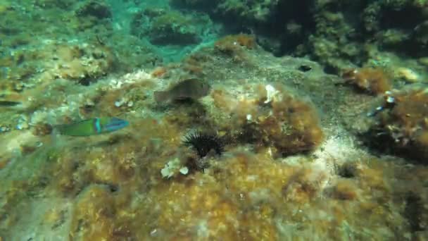 African Rainbow Wrasse Mediterranean Rainbowfish Coris Julis Several Mediterranean Parrotfish — Vídeo de stock