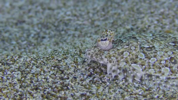 Wide Eyed Flounder Bothus Podas Lies Sandy Day Eye Movement — Stockvideo