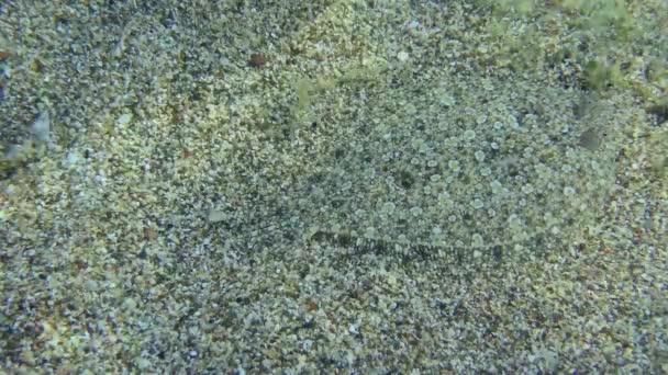 Wide Eyed Flounder Bothus Podas Caught Eats Small Crab Top — ストック動画