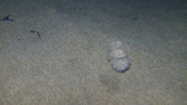 Underwater Scene Common Cuttlefish Sepia Officinalis Swims Quickly Sandy Bottom — Stock video