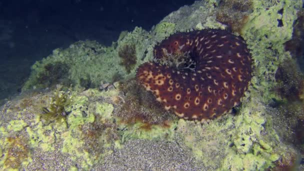 Marine Life Variable Sea Cucumber Holothuria Sanctori Slowly Crawling Rock — Stockvideo