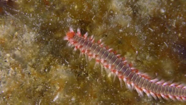 Marine Life Large Bearded Fireworm Hermodice Carunculata Bright Orange Color — Stok video