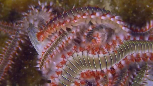 Marine Life Mass Bearded Fireworm Hermodice Carunculata Dead Fish Close — Wideo stockowe
