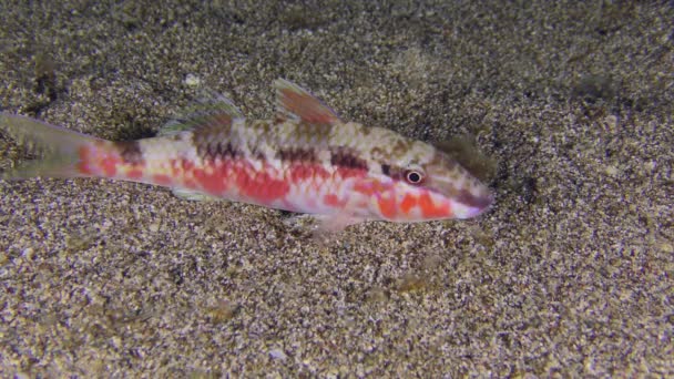 Marine Life Red Sea Goatfish Parupeneus Forsskali Night Takes Specific — Stockvideo