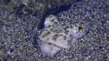 Lizardfish or Lizard (Synodus saurus) waits for prey partially buried in the sand, close-up.
