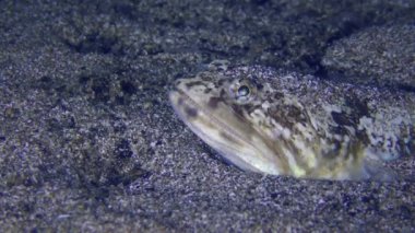 Lizardfish or Lizard (Synodus saurus) waits for prey partially buried in the sand, close-up.