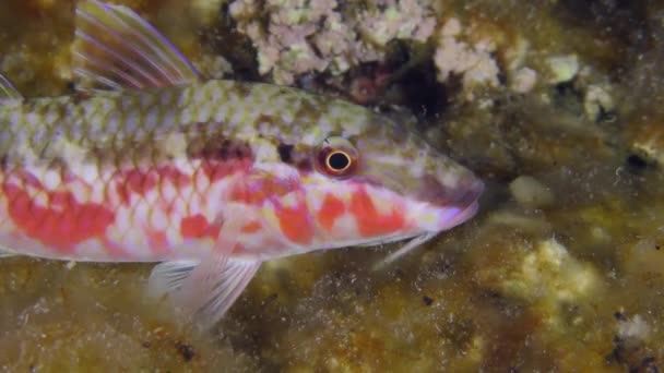 Marine Life Red Sea Goatfish Parupeneus Forsskali Night Takes Specific — Stockvideo
