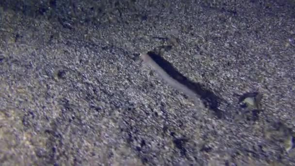 Snake Blenny Cusk Eel Ophidion Barbatum Swims Sandy Bottom Buries — Video