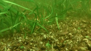 Several invasive Round goby (Neogobius melanostomus) against the backdrop of aquatic vegetation. The bottom is completely covered by another alien species Zebra Mussel (Dreissena polymorpha).
