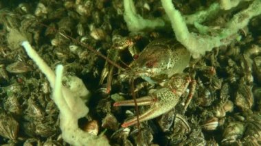 Red-clawed crayfish  (Astacus astacus) sits on the bottom covered with shells, hiding under a sponge.