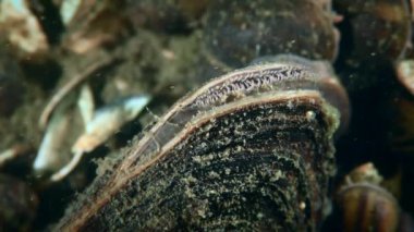 Freshwater bivalve Swan mussel (Anodonta cygnea) opening a siphon to filter water, close-up.